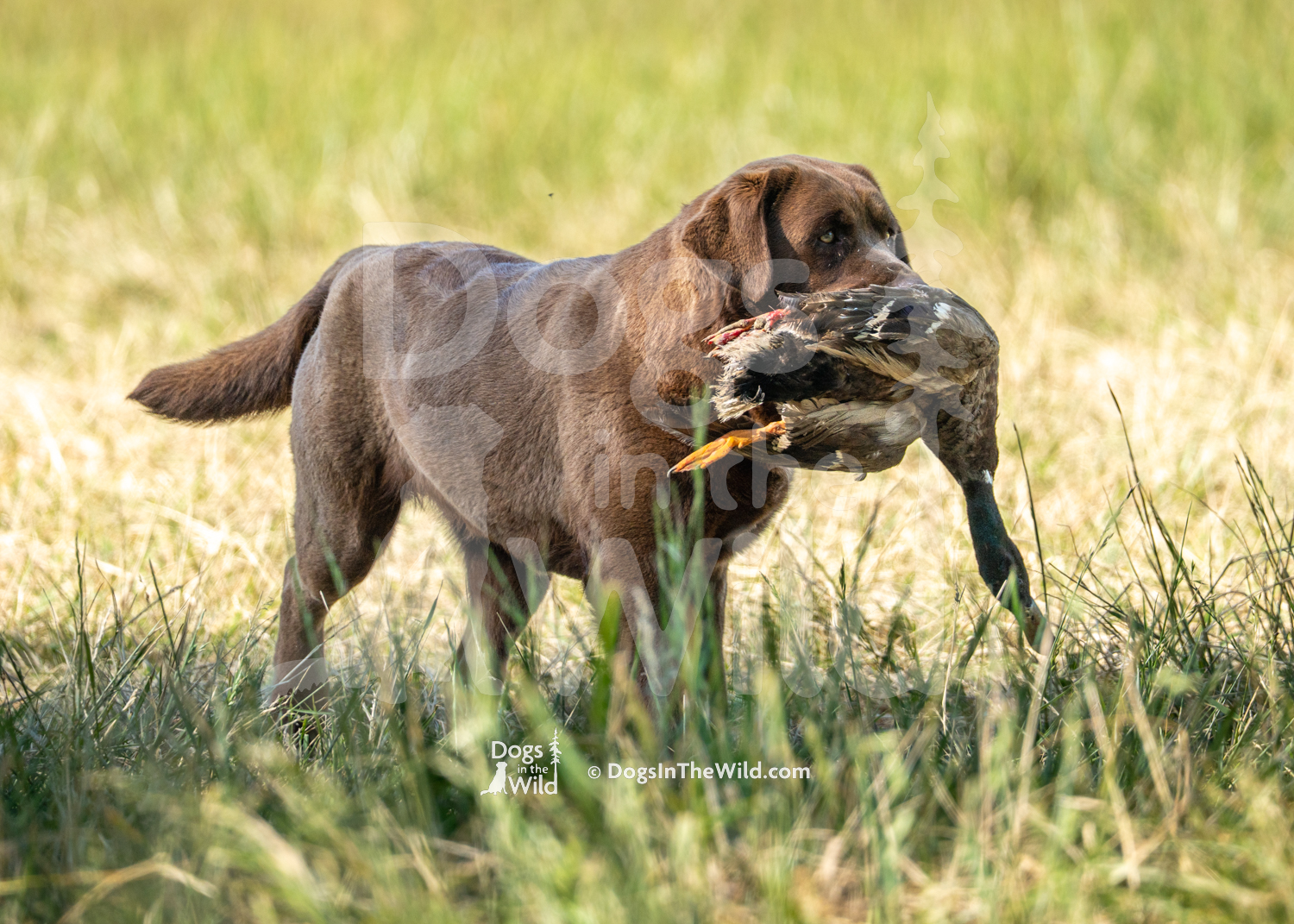 12 – BRUMBLEY’S DIVA
