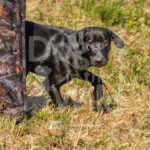 S14 5-16-26-1 Harley