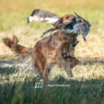 S17 5-16-26-2 Addie