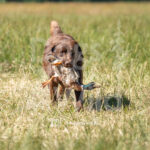 S18 5-16-26-1 Vito