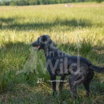 S2 5-16-26 – Gypsy