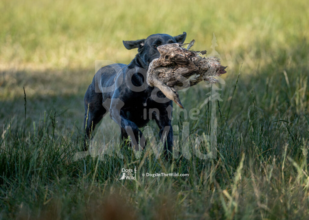 S2 5-16-26-2 – Gypsy