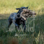 S2 5-16-26-2 – Gypsy