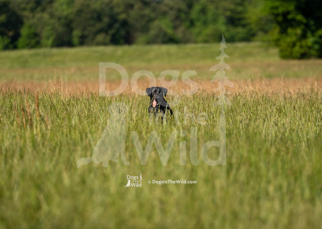 S2 5-16-26-04 – Gypsy