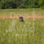 S2 5-16-26-04 – Gypsy