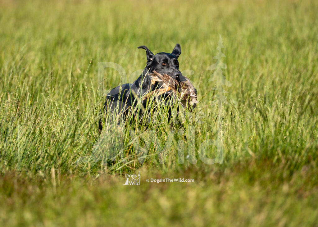 S2 5-16-26-05 – Gypsy