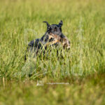 S2 5-16-26-05 – Gypsy