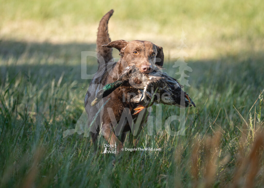 S3 5-16-26-3 – Kelly