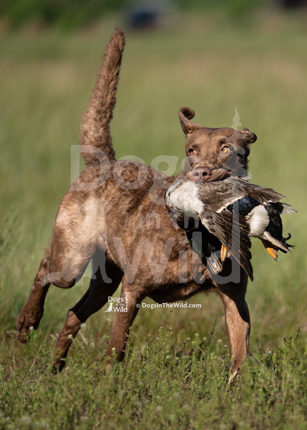 3 – Church Creek Clever Girl