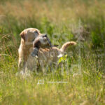 S4 5-16-26-7 – Jens