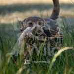 S7 5-16-26-5 – Gus