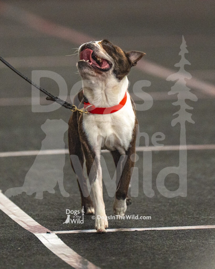AKC Rally Photography, Glens Falls NY Kennel Club