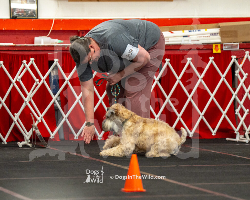 AKC Rally Photography, Glens Falls NY Kennel Club