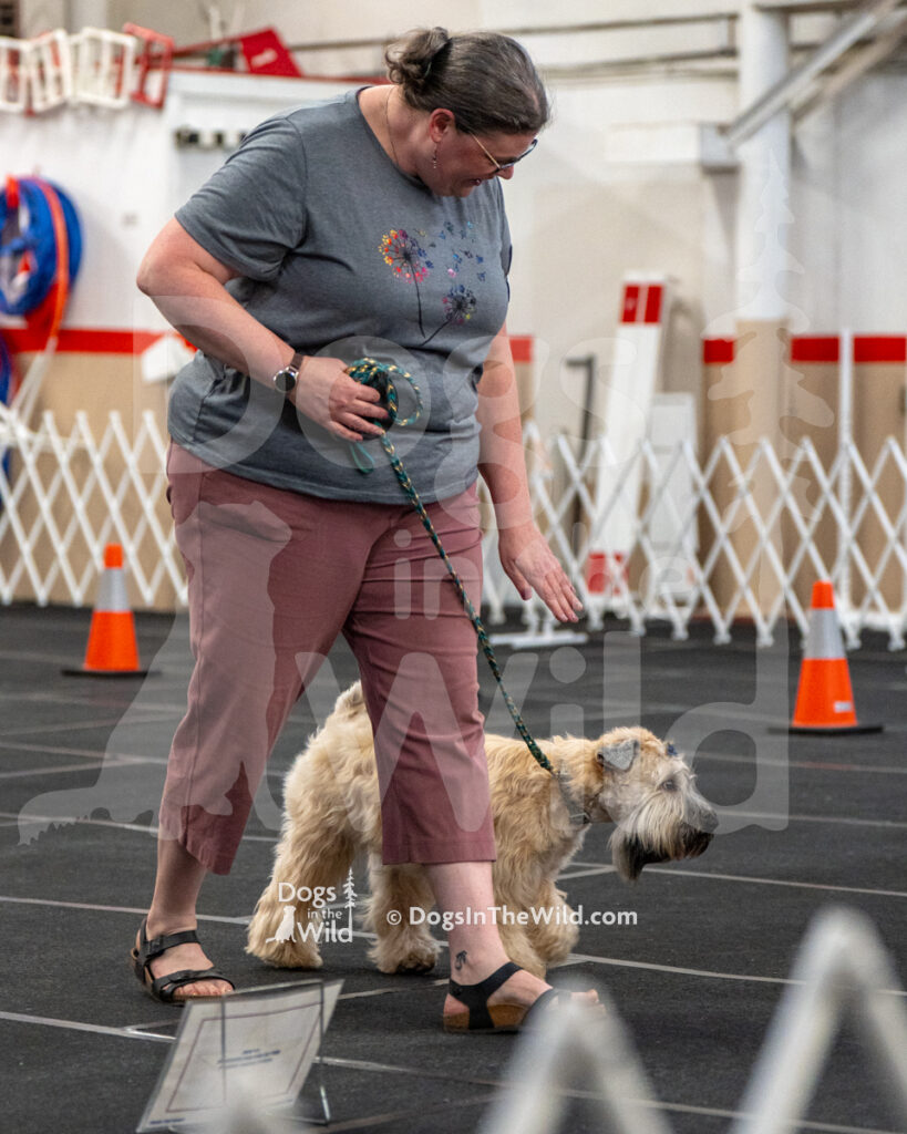 AKC Rally Photography, Glens Falls NY Kennel Club