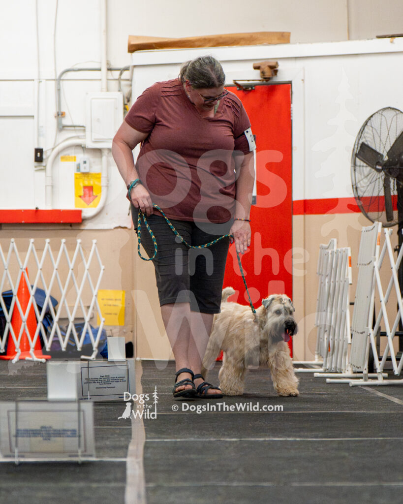 AKC Rally Photography, Glens Falls NY Kennel Club