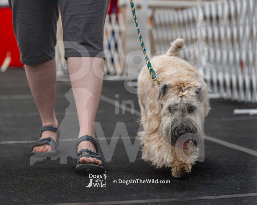 AKC Rally Photography, Glens Falls NY Kennel Club