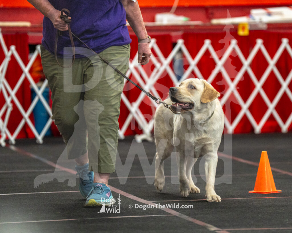 AKC Rally Photography, Glens Falls NY Kennel Club