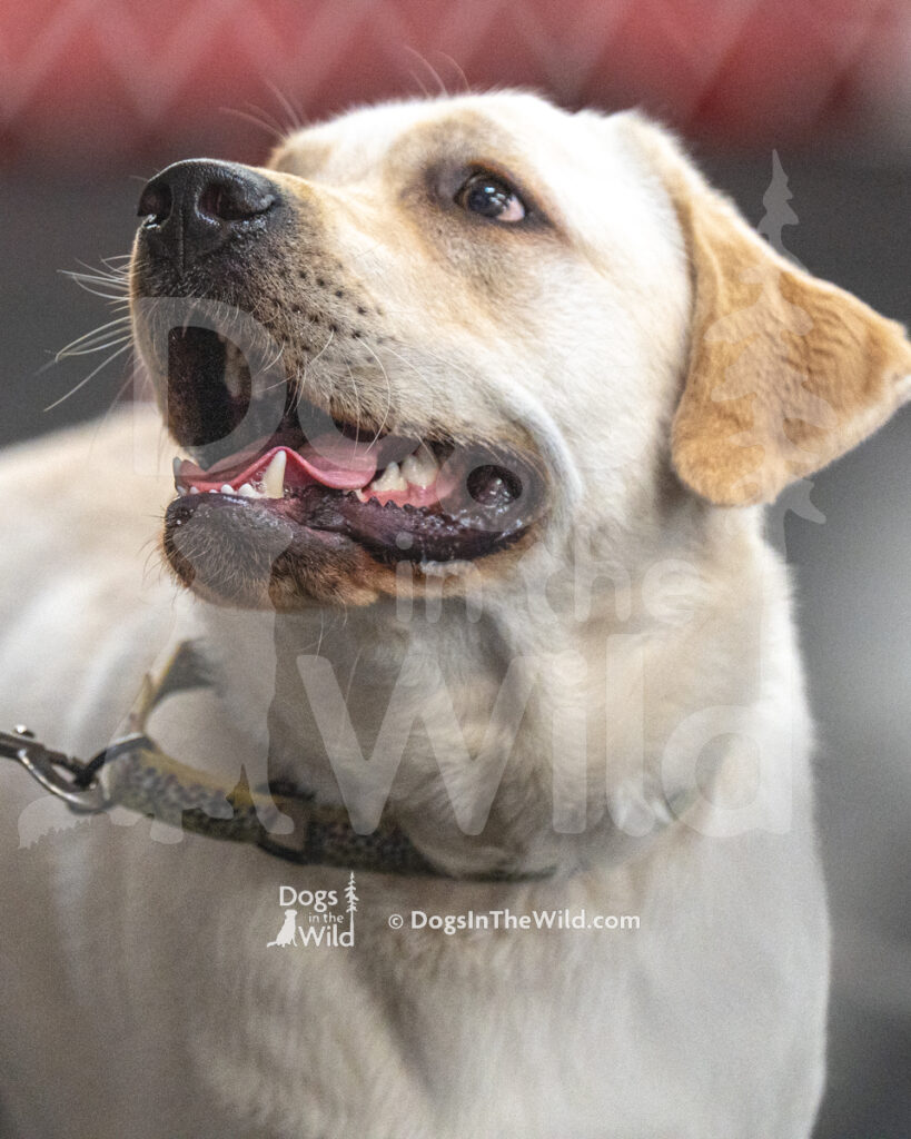 AKC Rally Photography, Glens Falls NY Kennel Club