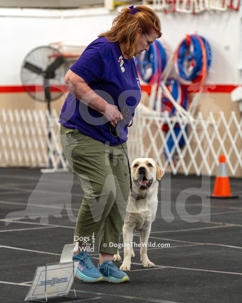 AKC Rally Photography, Glens Falls NY Kennel Club