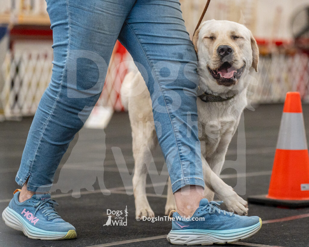 AKC Rally Photography, Glens Falls NY Kennel Club
