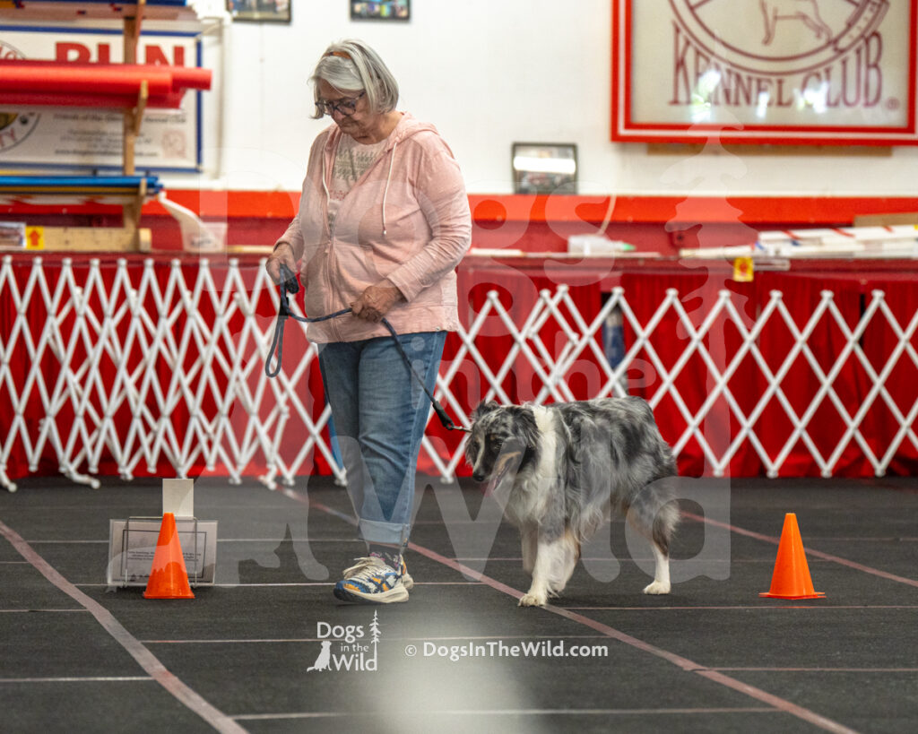 AKC Rally Photography, Glens Falls NY Kennel Club