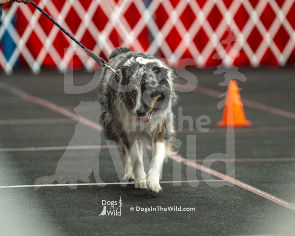 AKC Rally Photography, Glens Falls NY Kennel Club