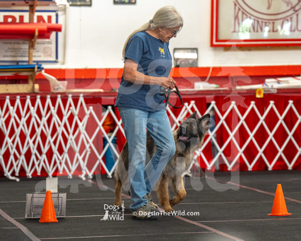AKC Rally Photography, Glens Falls NY Kennel Club
