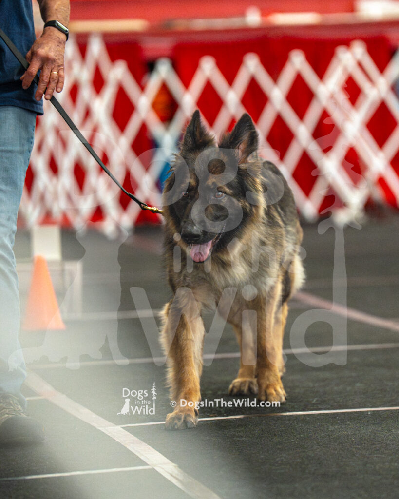 AKC Rally Photography, Glens Falls NY Kennel Club