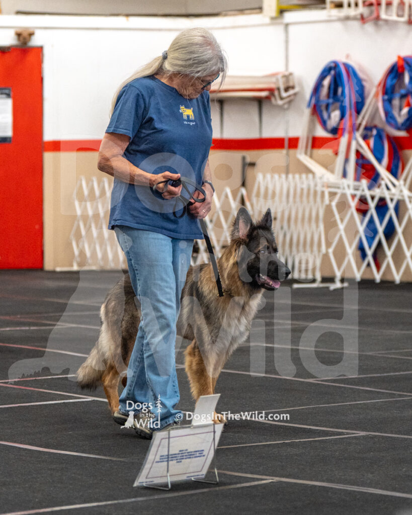 AKC Rally Photography, Glens Falls NY Kennel Club