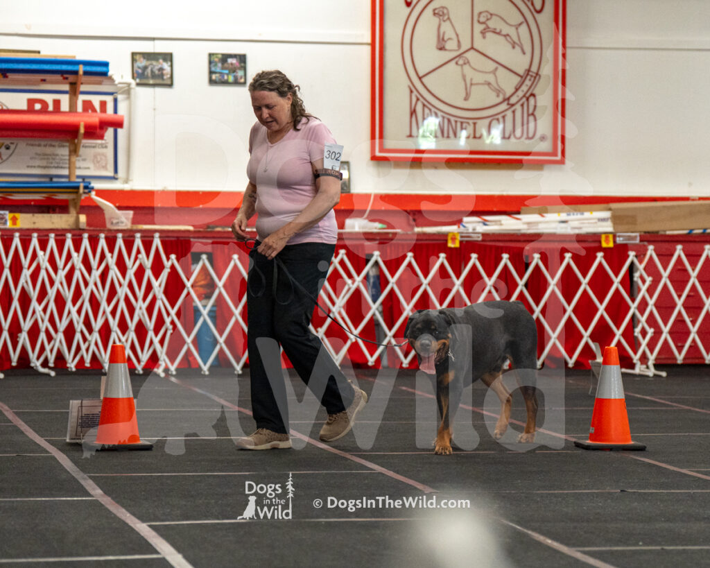 AKC Rally Photography, Glens Falls NY Kennel Club