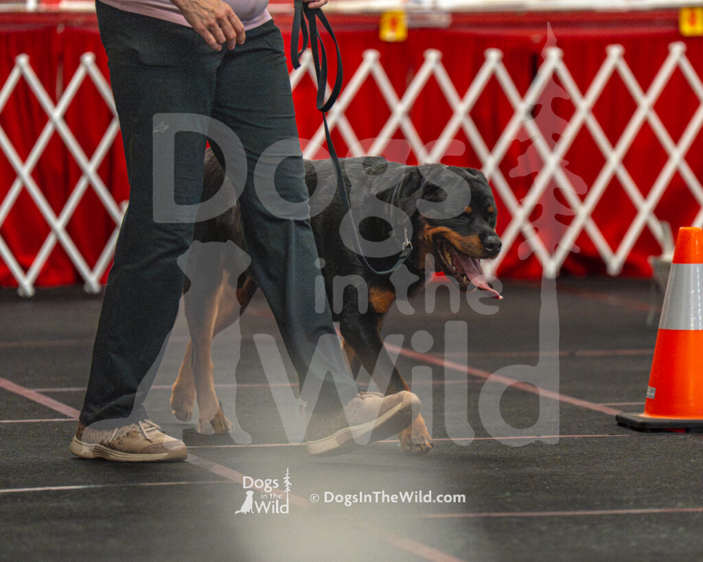 AKC Rally Photography, Glens Falls NY Kennel Club