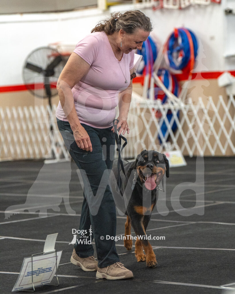 AKC Rally Photography, Glens Falls NY Kennel Club