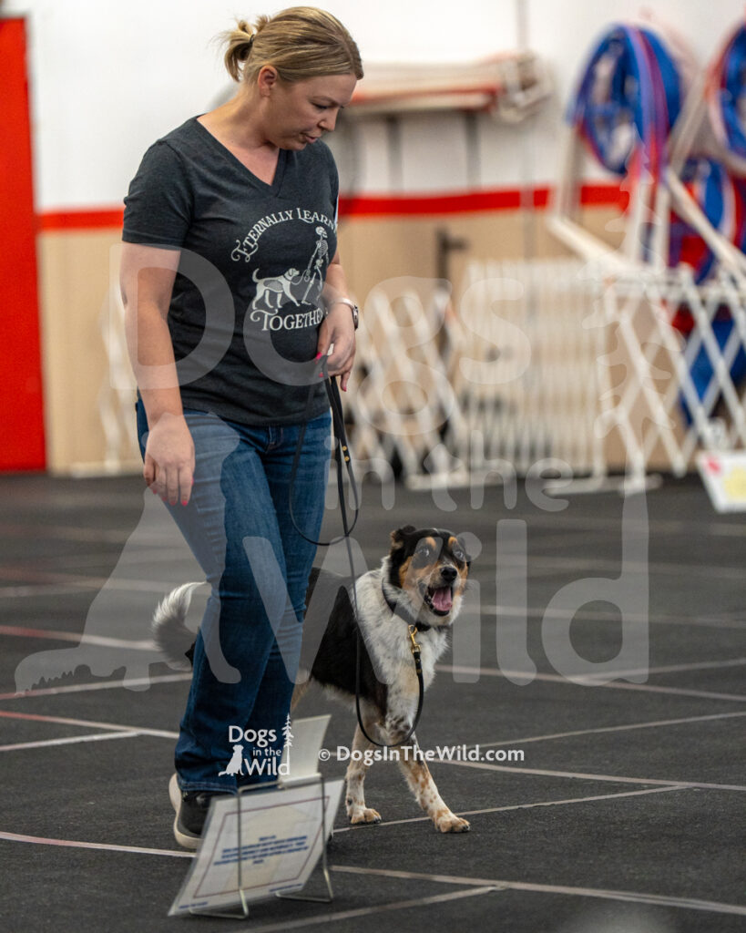 AKC Rally Photography, Glens Falls NY Kennel Club