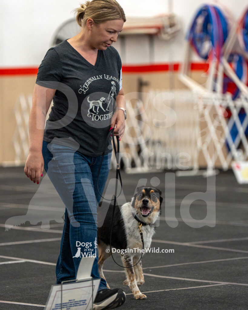 AKC Rally Photography, Glens Falls NY Kennel Club