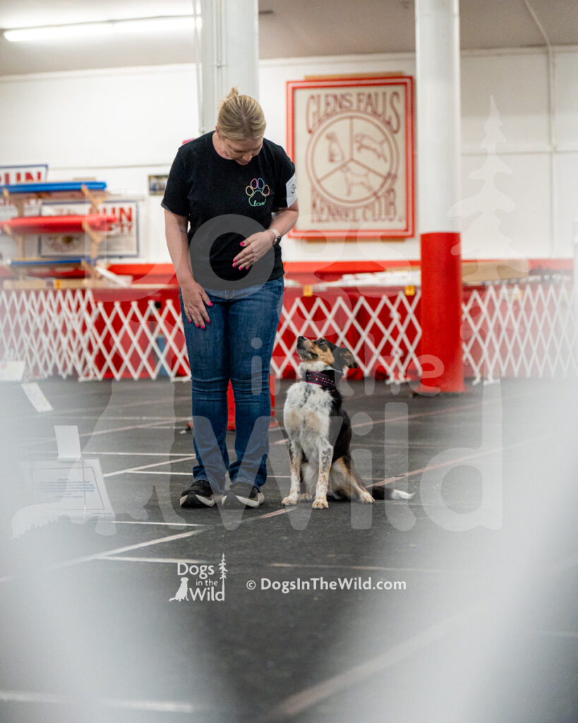 AKC Rally Photography, Glens Falls NY Kennel Club