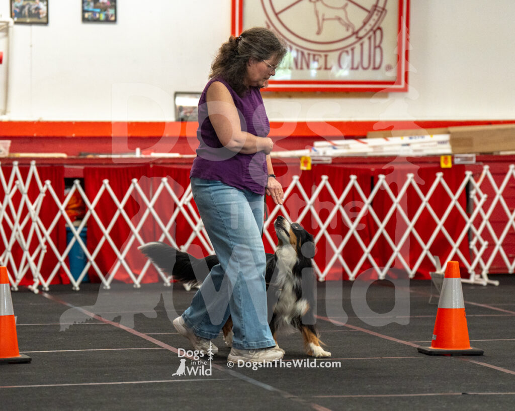 AKC Rally Photography, Glens Falls NY Kennel Club