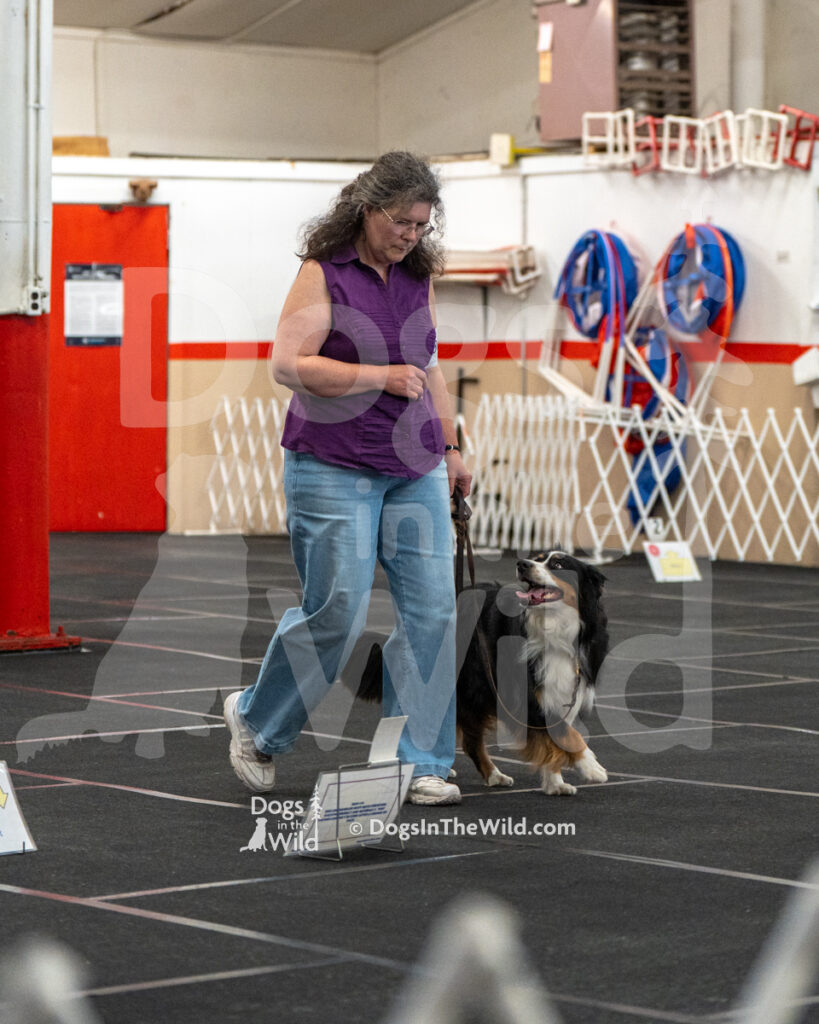 AKC Rally Photography, Glens Falls NY Kennel Club
