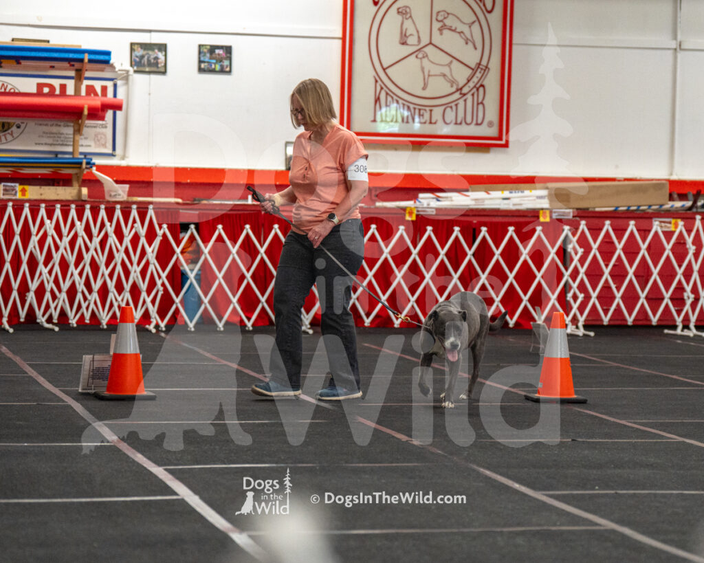 AKC Rally Photography, Glens Falls NY Kennel Club