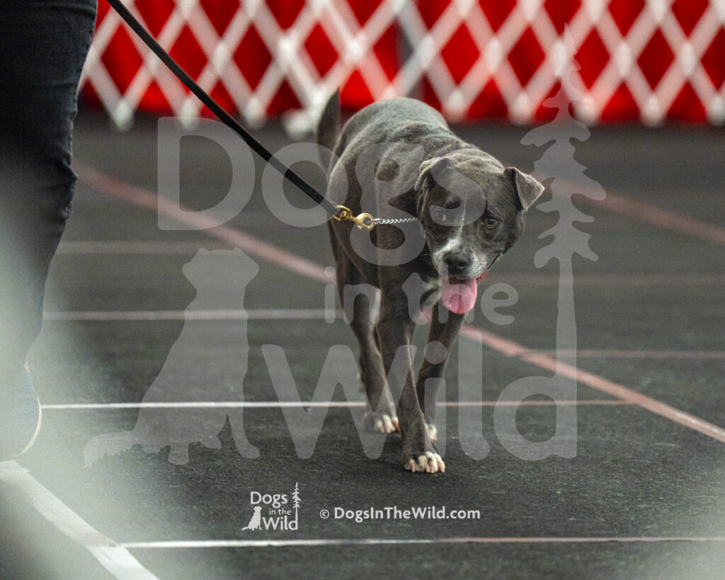 AKC Rally Photography, Glens Falls NY Kennel Club