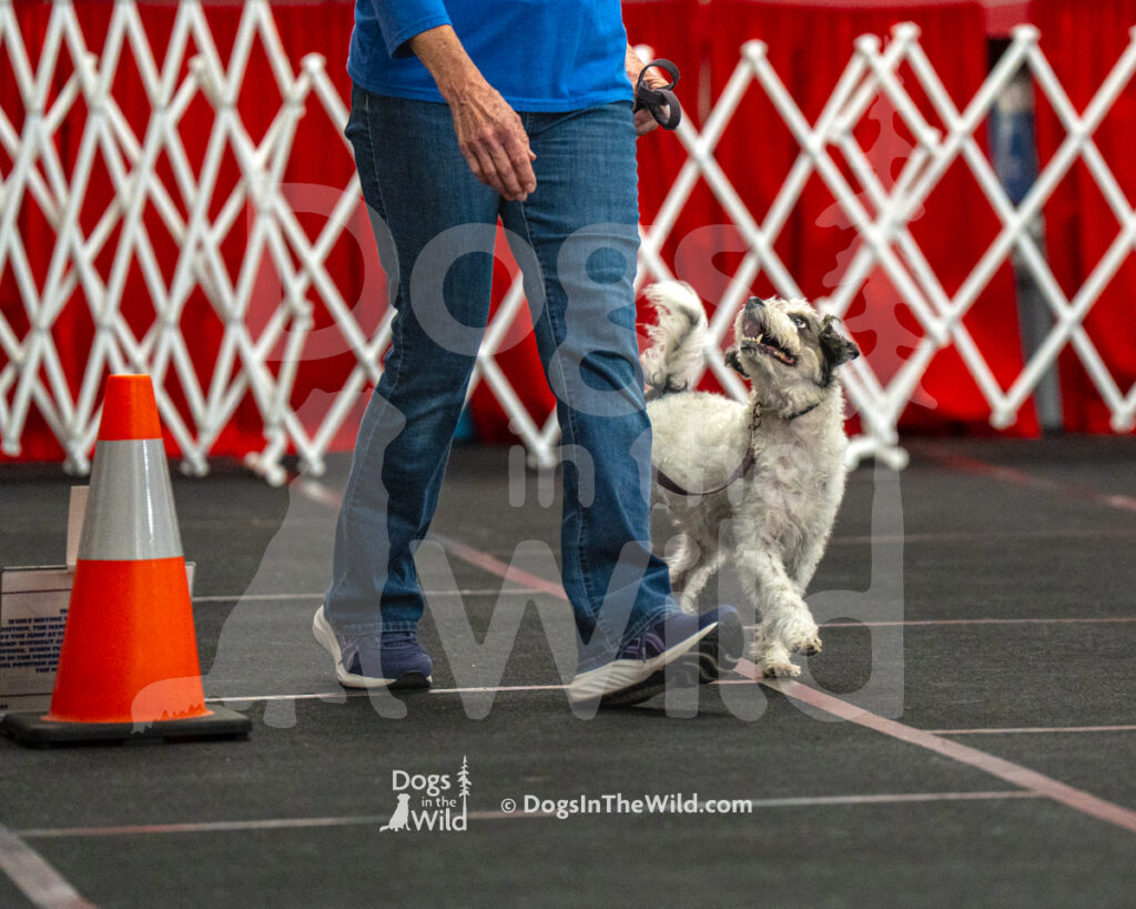 AKC Rally Photography, Glens Falls NY Kennel Club