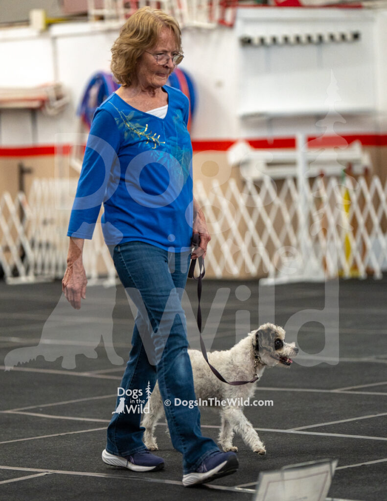 AKC Rally Photography, Glens Falls NY Kennel Club