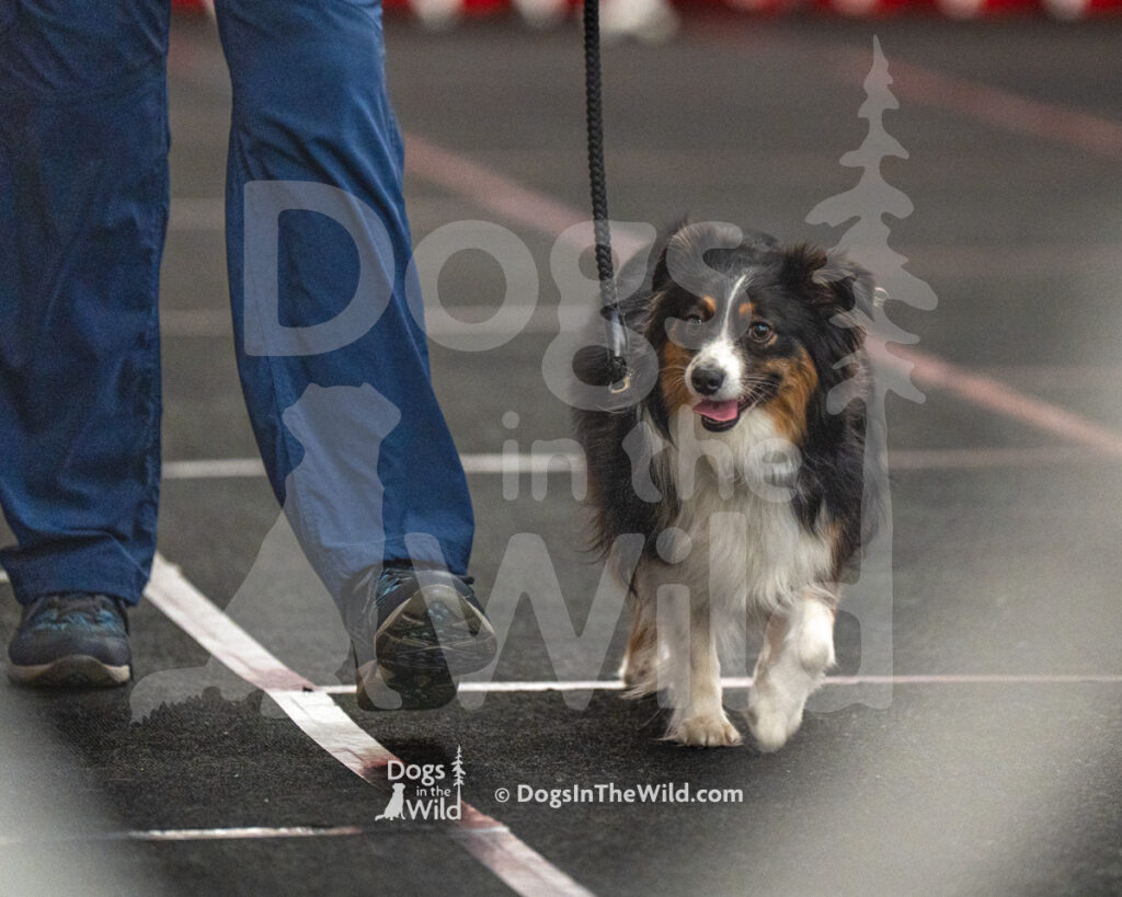 AKC Rally Photography, Glens Falls NY Kennel Club