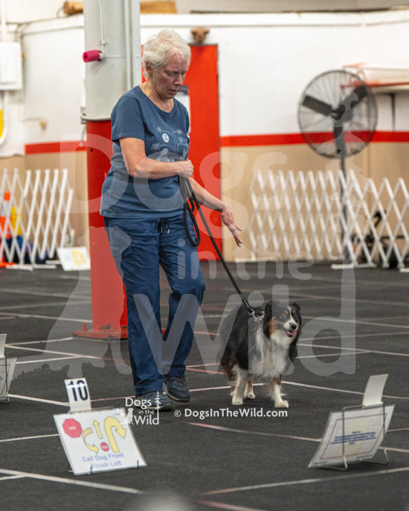 AKC Rally Photography, Glens Falls NY Kennel Club