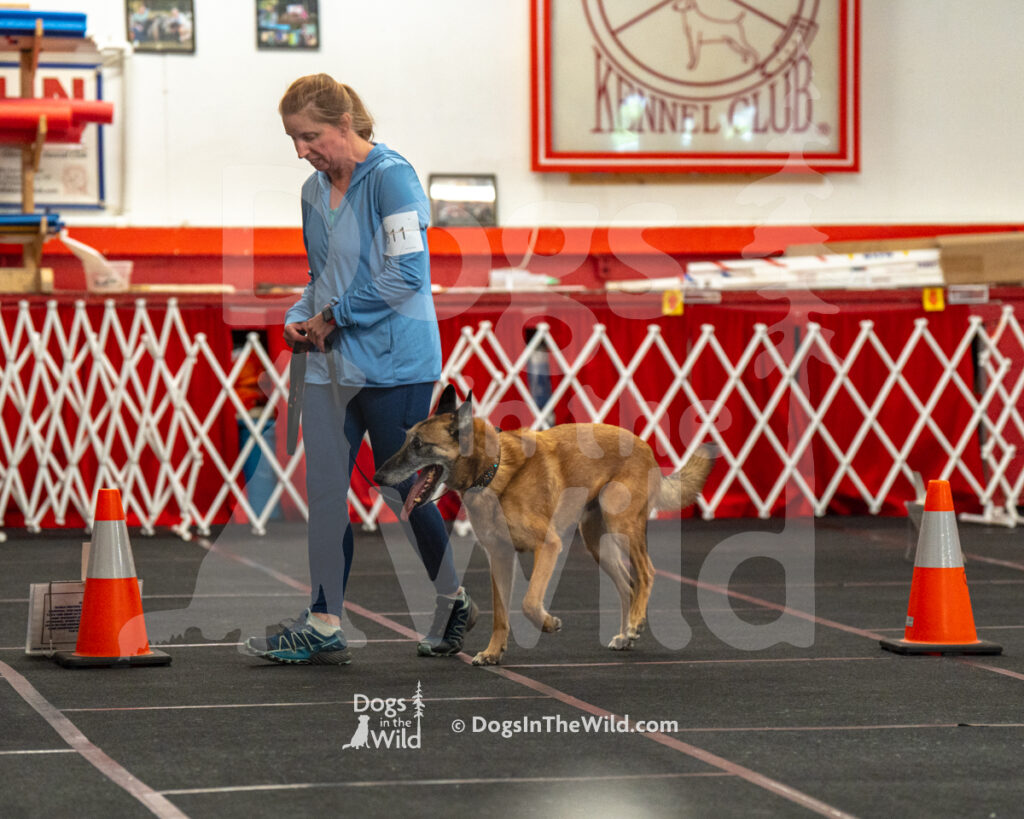 AKC Rally Photography, Glens Falls NY Kennel Club