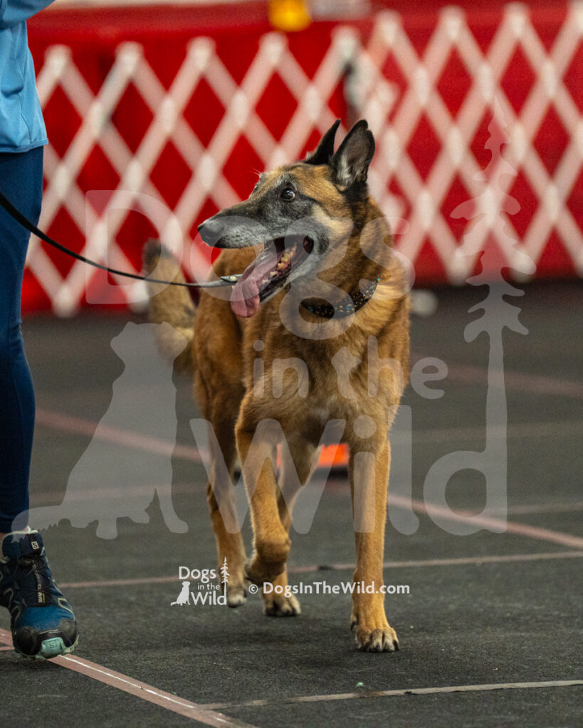 AKC Rally Photography, Glens Falls NY Kennel Club