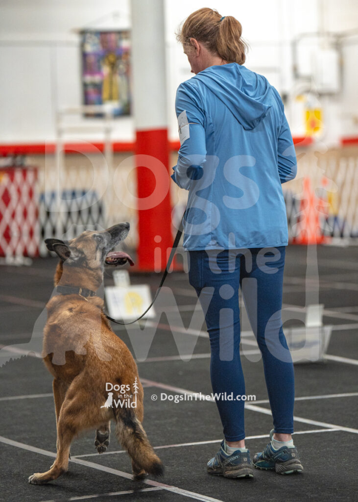 AKC Rally Photography, Glens Falls NY Kennel Club