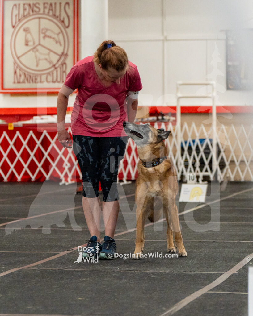 AKC Rally Photography, Glens Falls NY Kennel Club