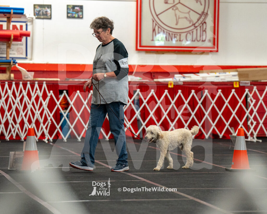 AKC Rally Photography, Glens Falls NY Kennel Club