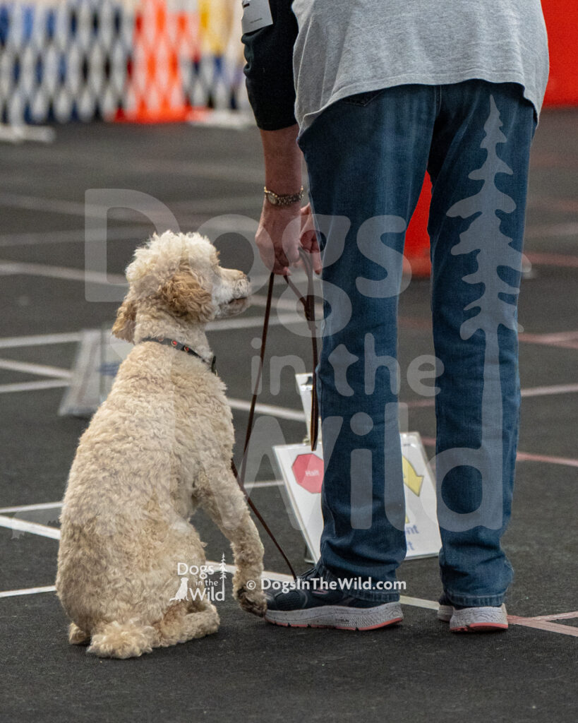 AKC Rally Photography, Glens Falls NY Kennel Club