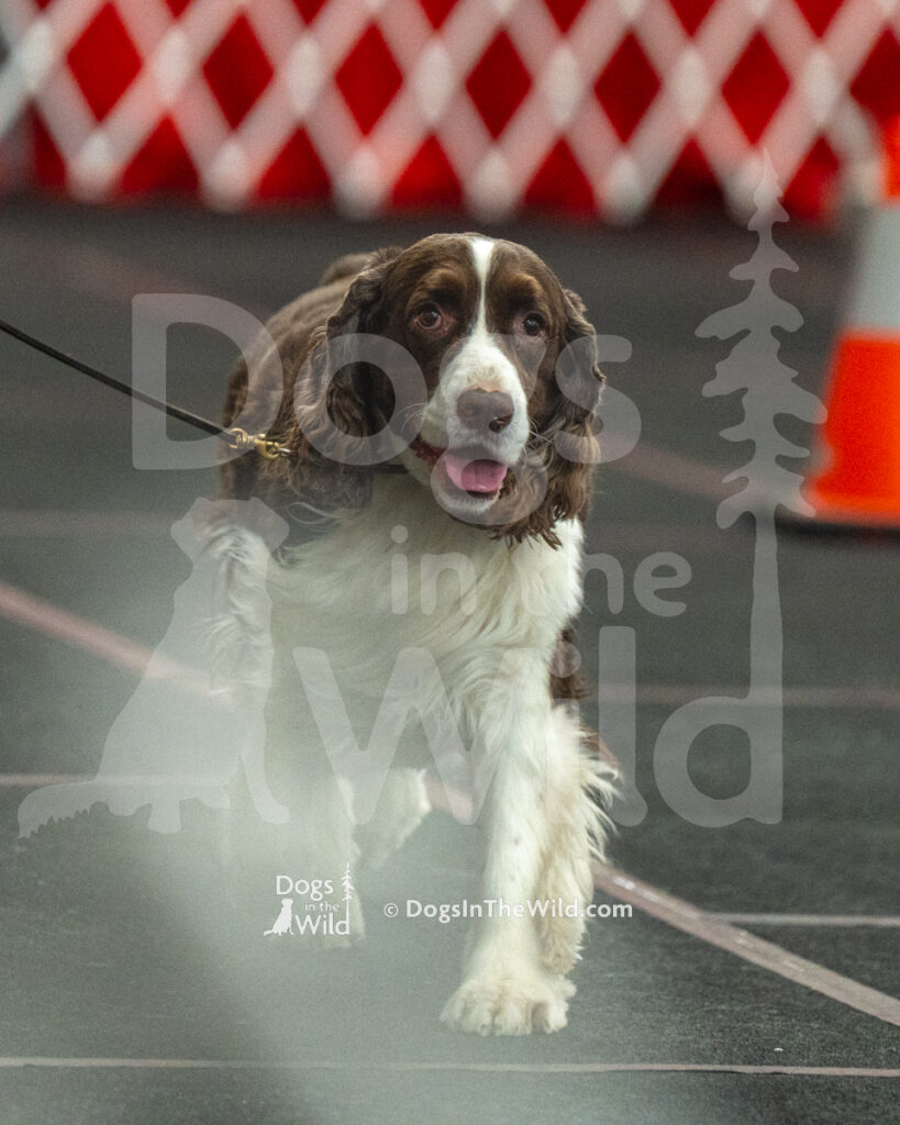AKC Rally Photography, Glens Falls NY Kennel Club